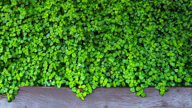 Green leaves wall outdoors