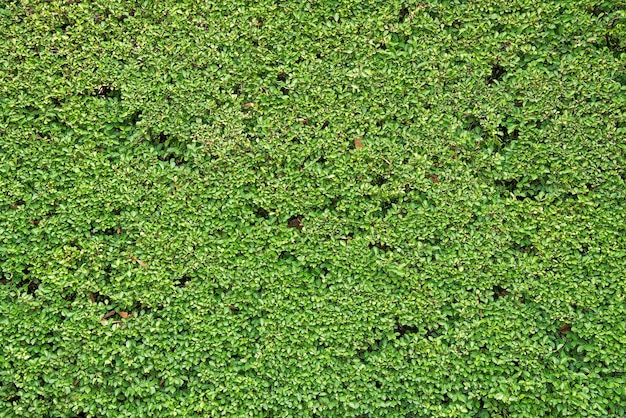 Green Leaves wall or tree fence for background