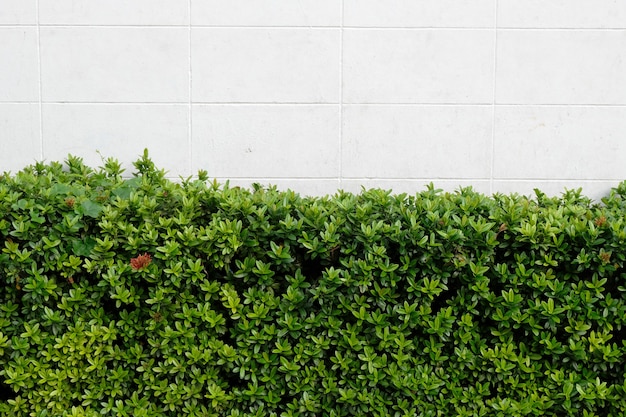 Green Leaves on Wall