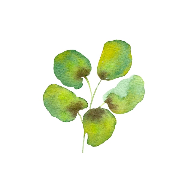 Green leaves Watercolor leaf painting Eco style card decor Hand drawn leaves