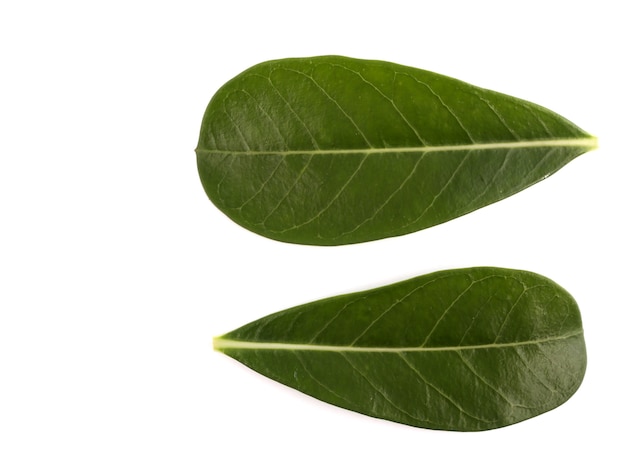 Green leaves on a white backdrop.