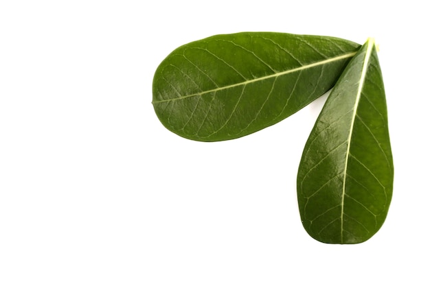 Green leaves on a white backdrop.