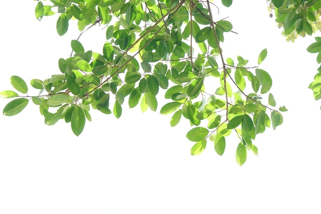 Green leaves on a white background