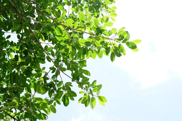 Green leaves on a white background