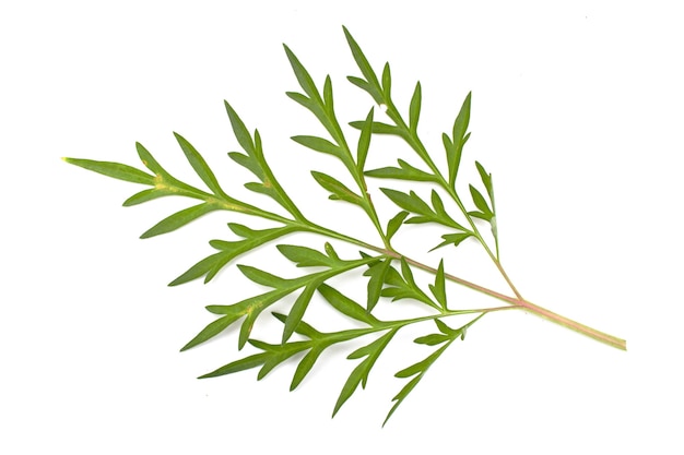 green leaves on a white background