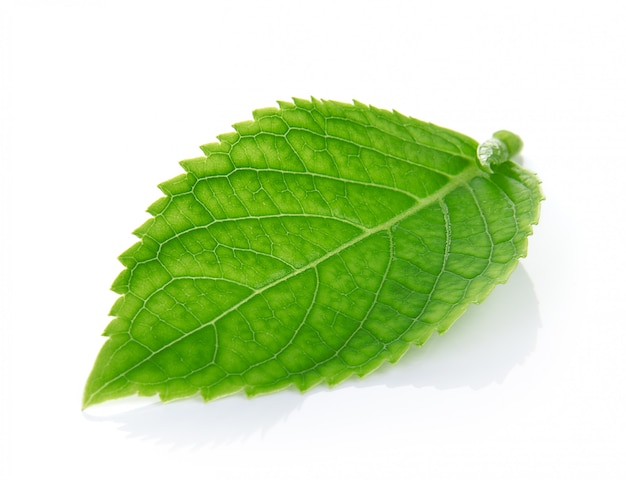 Green leaves on a white wall