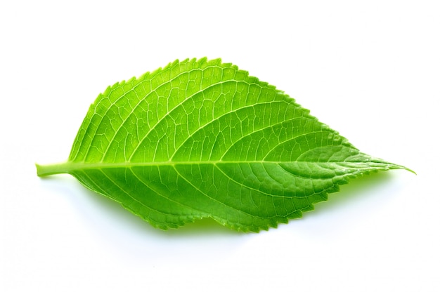 Green leaves on a white