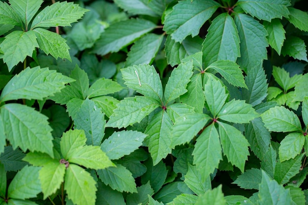 Green leaves of wild grapeBackground foliage