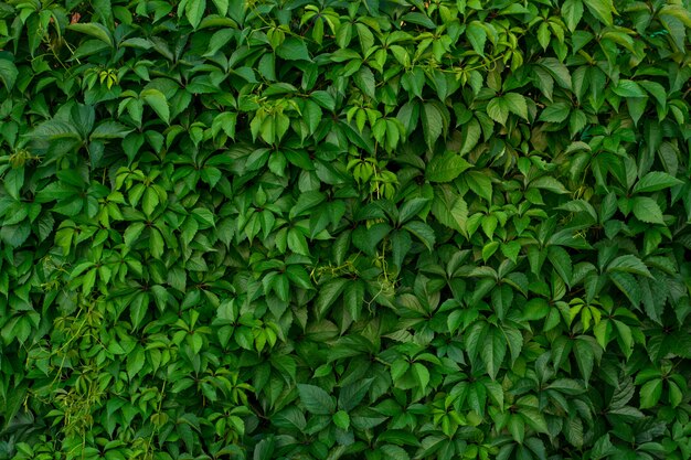 Green leaves of wild grapes. Natural green background.  the old summer garden.