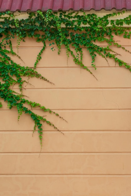 Green leaves of wild grapes stretches along the orange wall of the building. Place for an inscription. Copyspace.