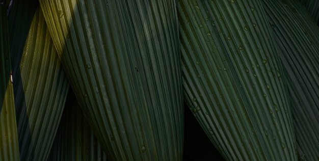 Green leaves with black edges