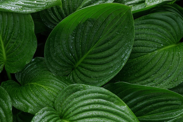 Green leaves with dew drops and rain close up rain concept