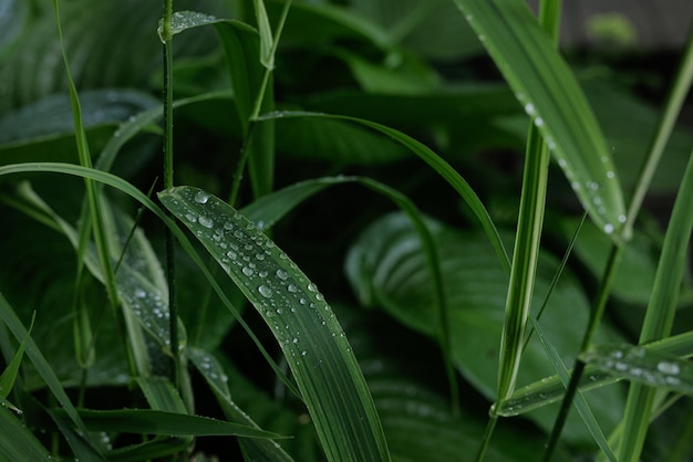 Green leaves with dew drops and rain close up rain concept