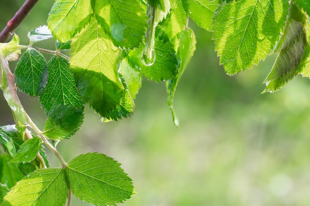 Green leaves with dew drops