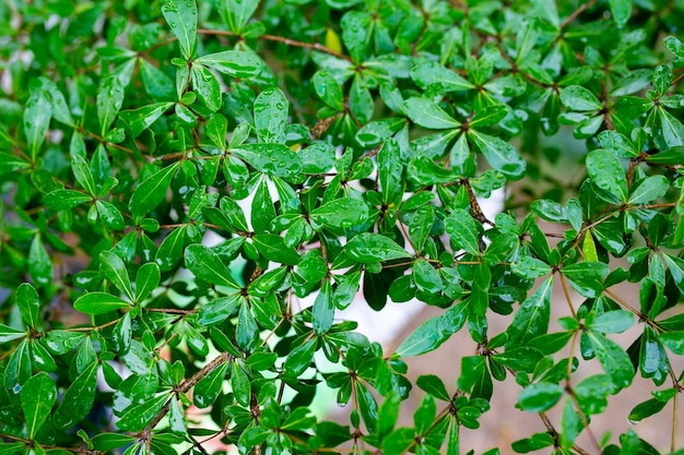 Photo green leaves with drops of water after the rain natural background