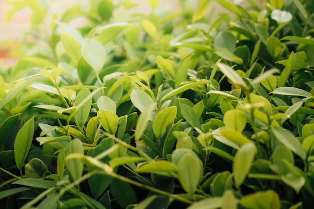 Green leaves with light orange