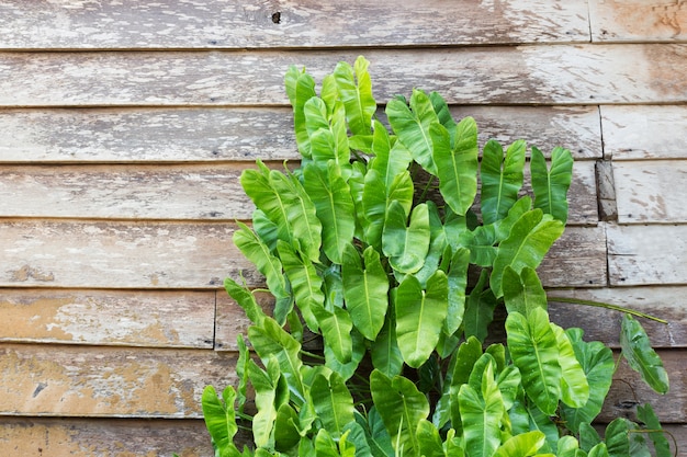 Green leaves with old wooden wall.