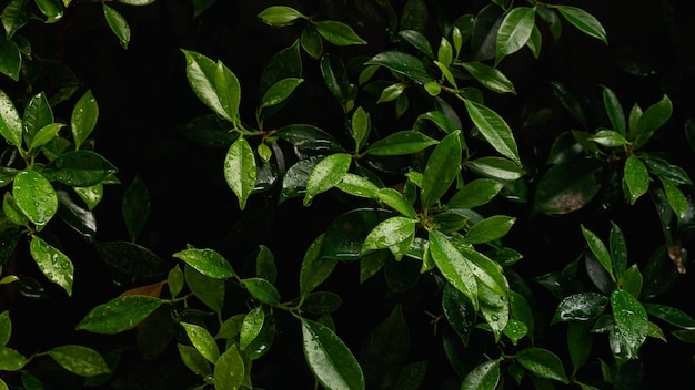 Green leaves with rain drops in the morning light Natural background