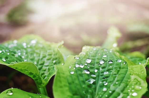 Green leaves with raindrops on a blurry background