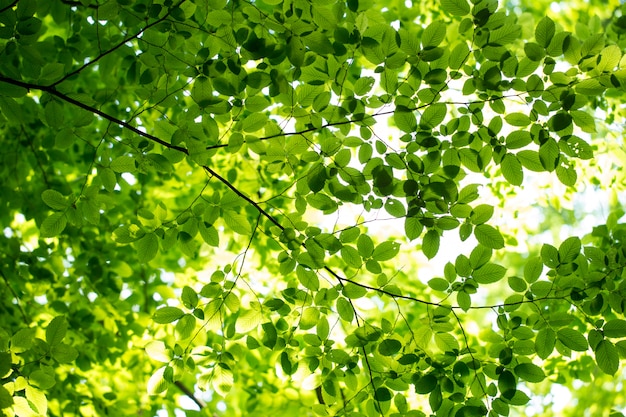 Green leaves with sunlight