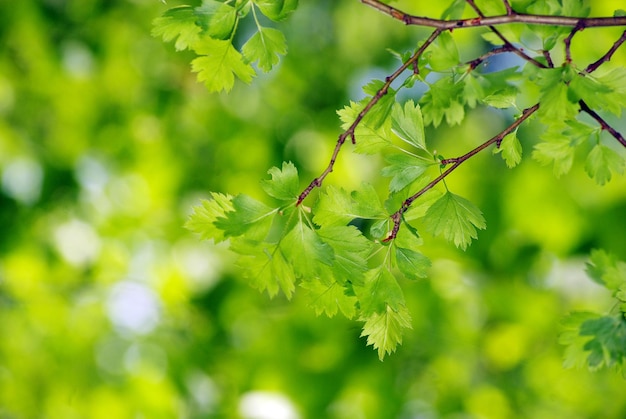 Green leaves