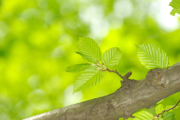 Green leaves