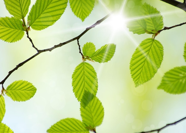 Green leaves