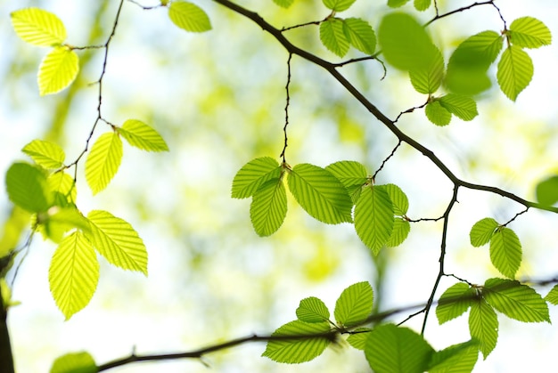 Green leaves