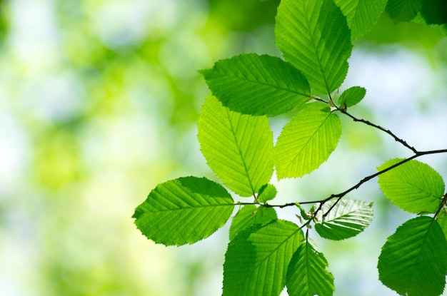 Green leaves