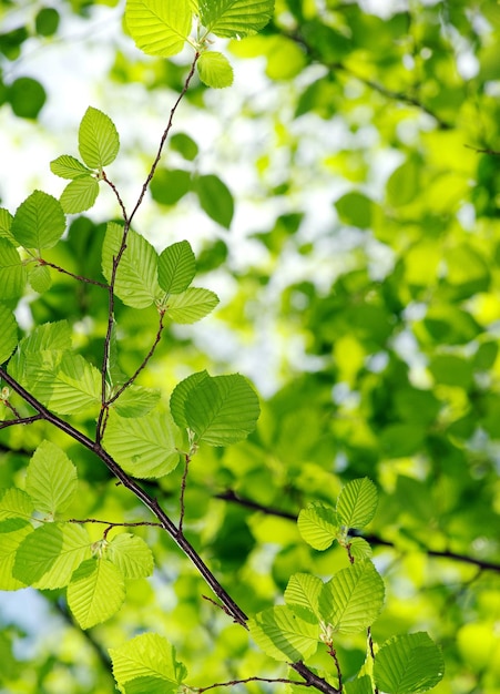 Green leaves