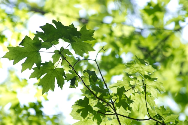 Green leaves