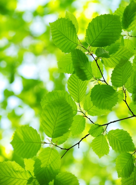 Green leaves