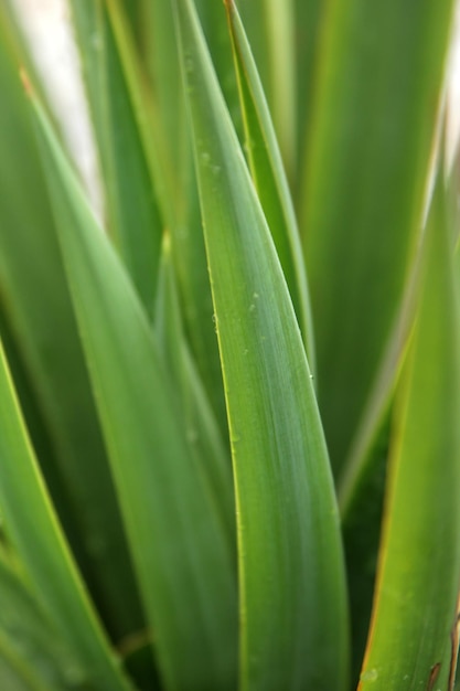 green leaves