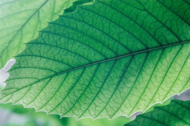 Green leaves