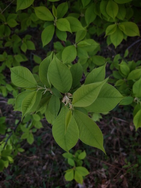 Green leaves