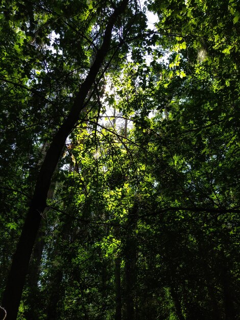 green leaves