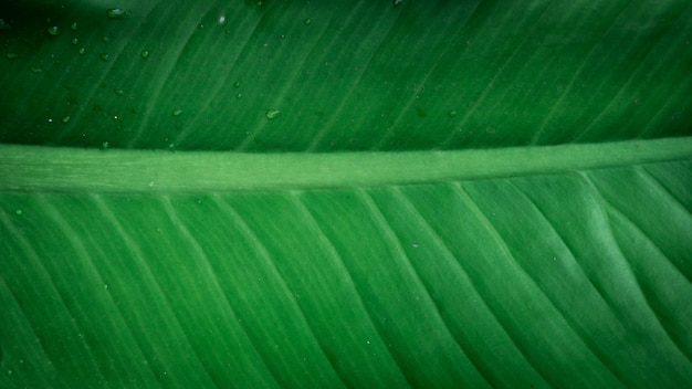 The Green leaves 