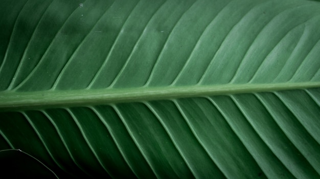 The Green leaves 