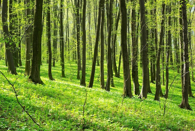 Green leaves