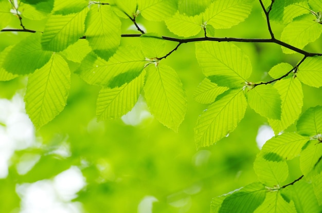 Green leaves