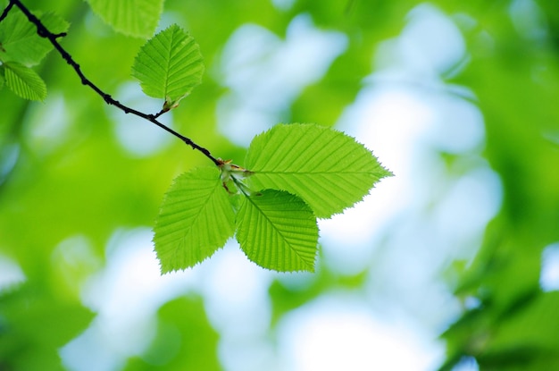 Green leaves