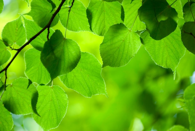 Green leaves