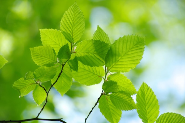 Green leaves