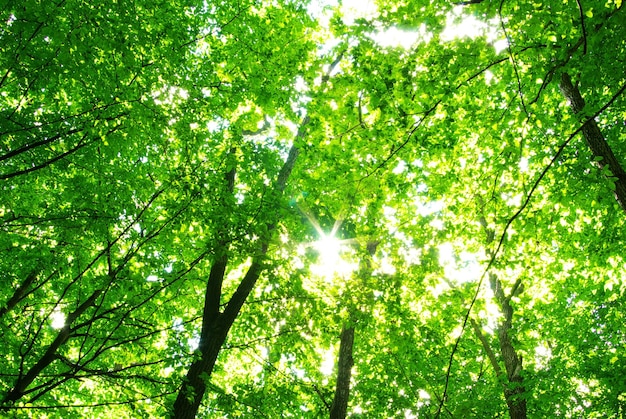 Green leaves