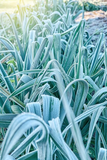 Green leek covered with fresh white hoarfrost growing on garden meadow in cold early autumn morning