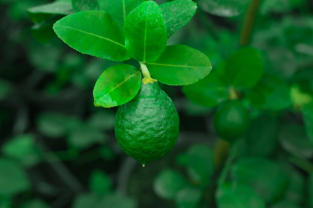 Green lemon growing on the tree. Lime close up on branch. Exotic farm harvest.