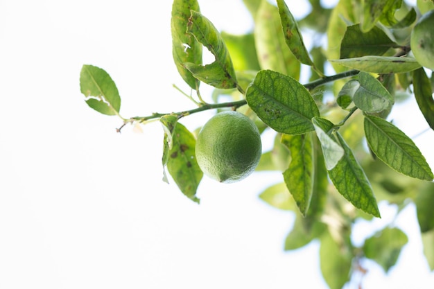 Green lemon on tree branch outdoors with copy space