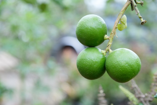 Green lemon tree garden in the morning 