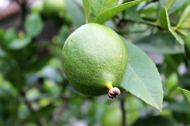 green lemon on a tree