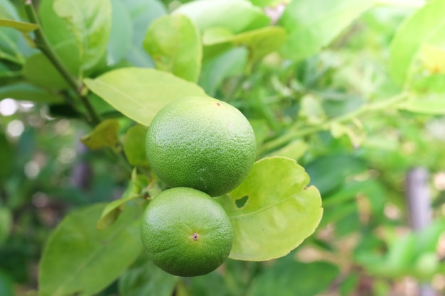 Green Lemons tree in the garden with daylight